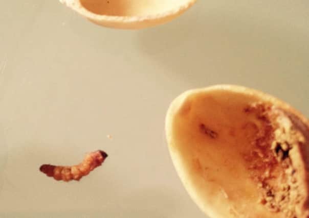 The maggot found in the pistachios