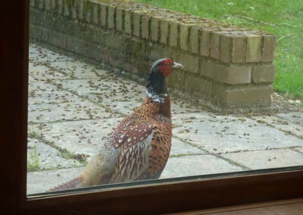 The pheasant outside the window