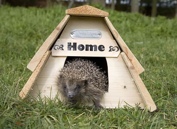 Hedgehog using a little house
