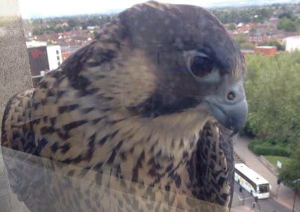 This peregrine dropped in on a council discussion