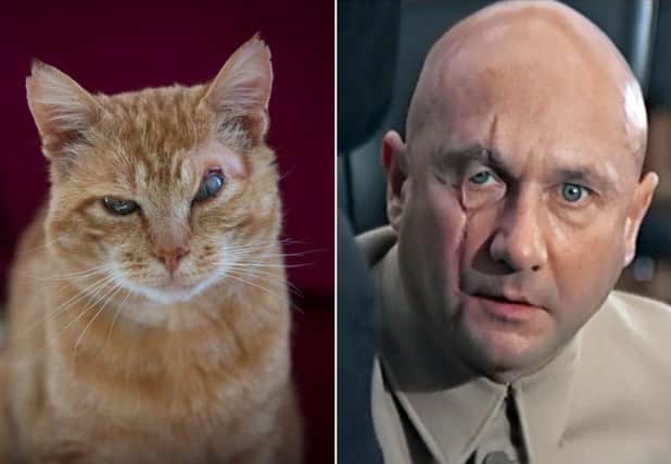 Nelson the cat, who looks like Bond villain Blofeld