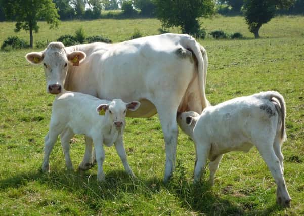 Suckler cow with calves