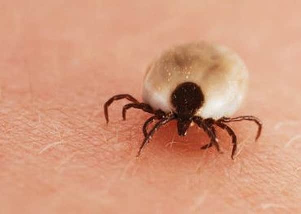 Tick bite