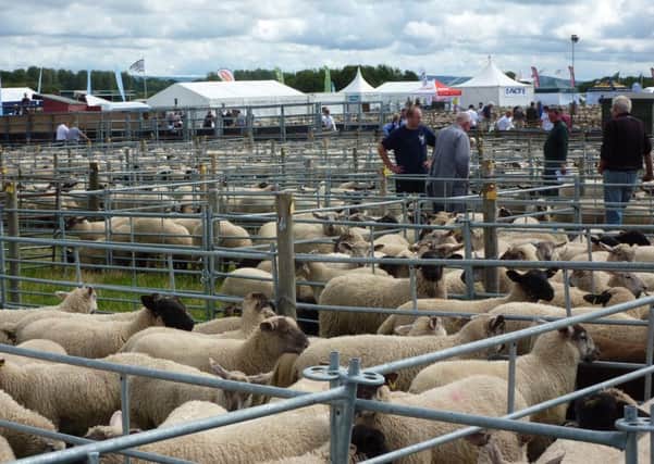 Thame Summer Sheep Fair 2015
