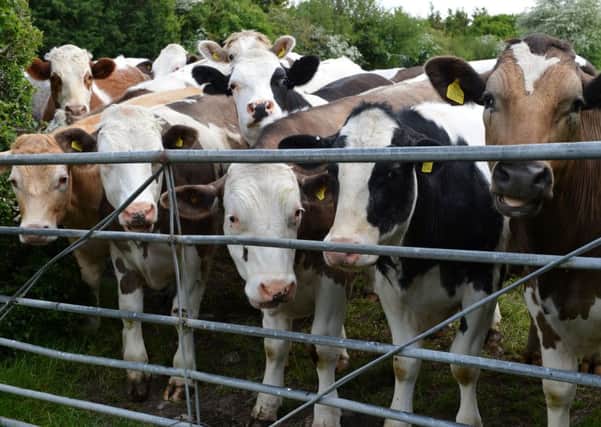 Cows at the farm gate