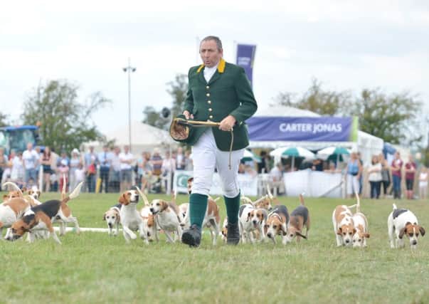 The Old Berkeley Beagles at the Bucks County Show in 2013