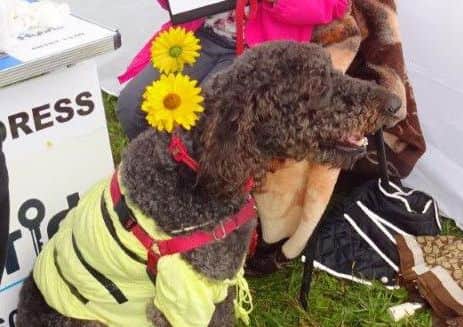 The Dinton Fete dog fancy dress competition. Bumble came third in the contest.