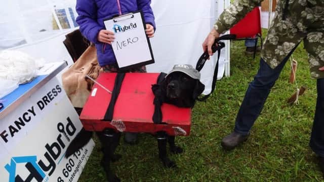 The Dinton Fete dog fancy dress competition. Winner Nero.