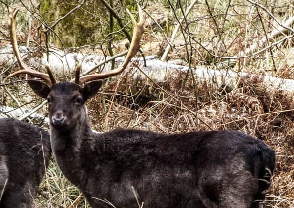 Fallow deer, Ashridge