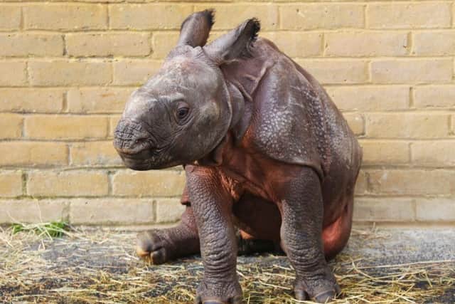 Bali - baby one-horned rhino born at ZSL Whipsnade Zoo
