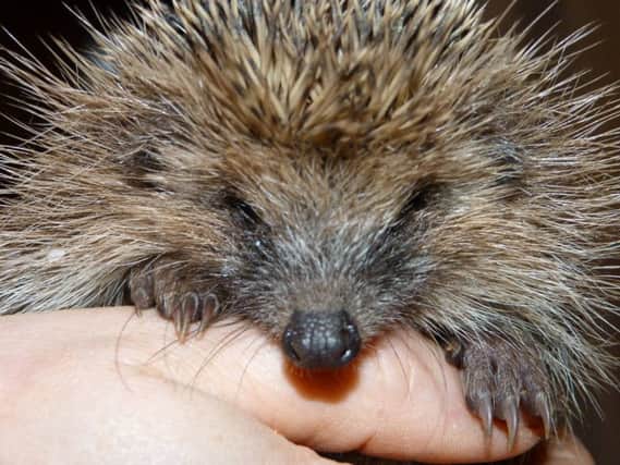 Hedgehog