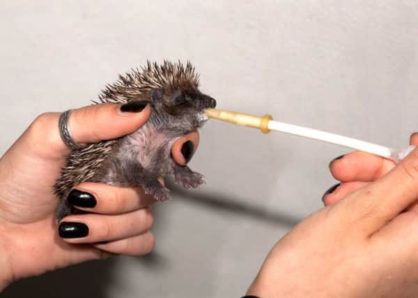 Baby hedgehog being fed