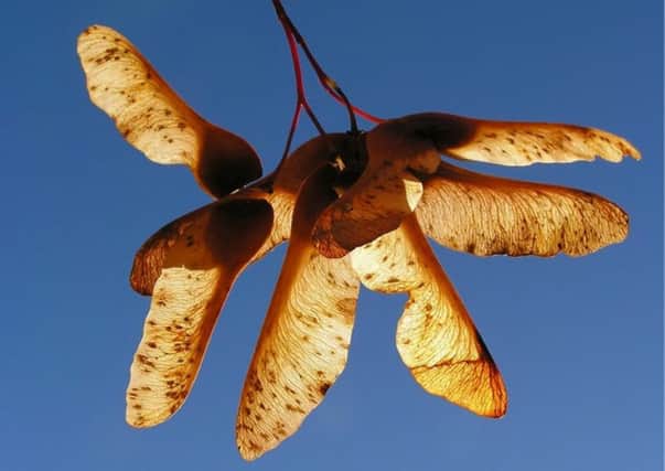 Sycamore poisoning warning