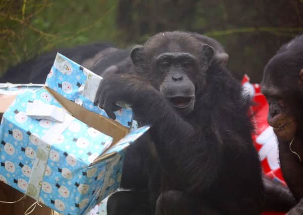 Chimps at the zoo tear open their Christmas presents