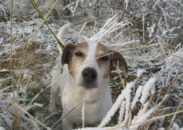 Pet owners urged to consider the health of their dogs and cats this winter