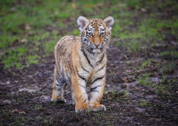 Your chance to name this adorable rare tiger cub