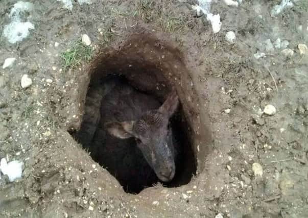 Ewe would not believe it: Sheep stuck down deep hole. Photo: RSPCA