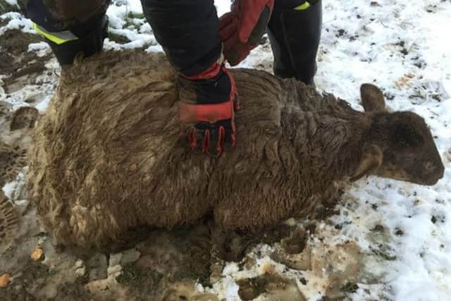 The sheep suffered grazed legs, was covered in mud and freezing but survived. Photo: RSPCA