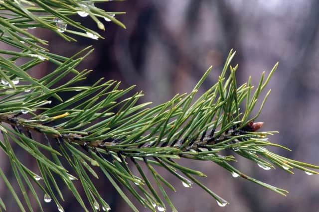 Stock image of pine tree