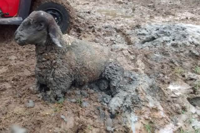 He was rescued by two RSPCA inspectors