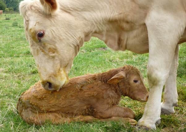 A newly calved cow and calf. Copyright Heather Jan Brunt