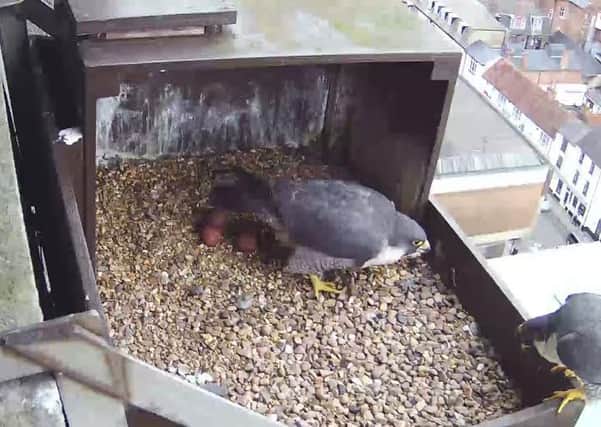 A family of new peregrine falcons nesting on top of a tower block in Aylesbury
