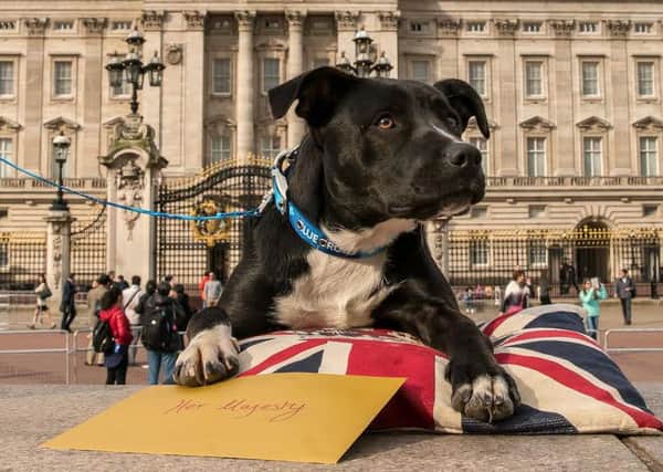 Blue Cross Staffie dog Mary prepares to visit Buckingham Palace ahead of the Queen's 90th birthday