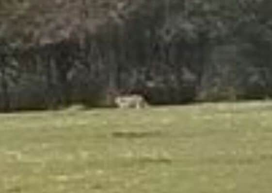 Sighting of a 'big cat', thought to be a puma, in Chaulden Lane, Hemel