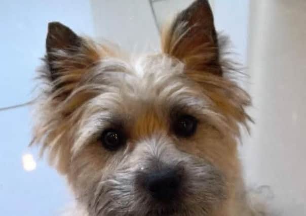 Paddy, a one-year-old Cairn Terrier dog, was reportedly stolen from the owners home in Berryfields