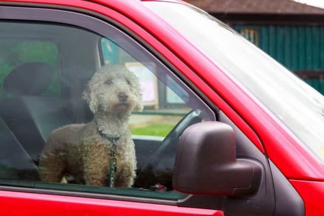 Dogs die in hot cars - Shutterstock