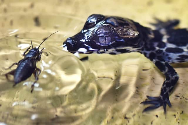 The four newly hatched dwarf crocs measure only eight inches long