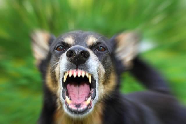Dog attacks are on the rise