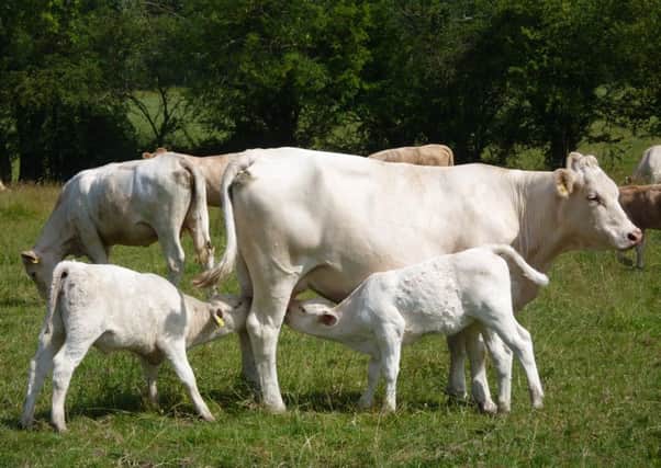 Cows and calves. Picture copyright Heather Jan Brunt