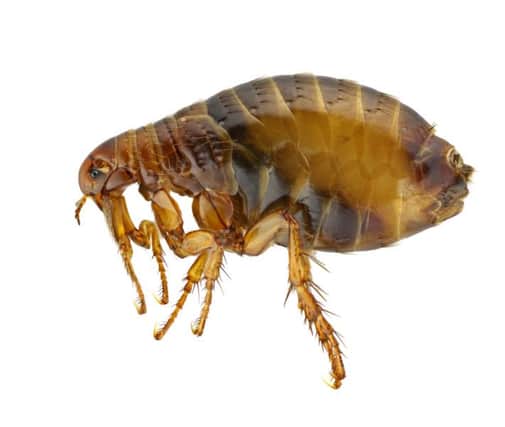 5 million homes could become infested with fleas