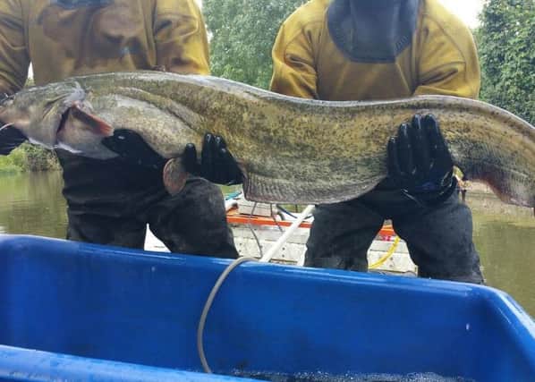 This monster catfish was one of two pulled out of the Grand Union Canal, at Soulbury Locks. The largest measured one metre and weighed nearly 20kg. PNL-160508-143850001