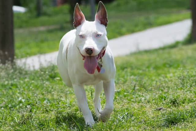 American Pitbull terriers are among the breeds banned under the 1991 Act. Credit: Shutterstock