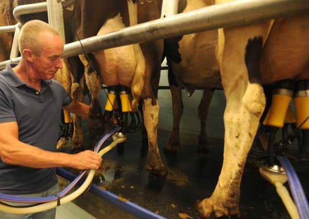A dairy farmer milking his herd. Photo Louise Adams