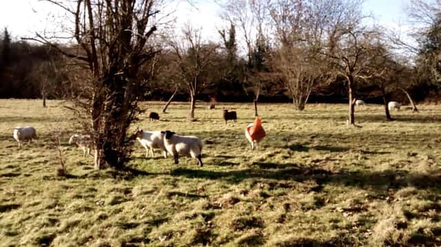 This sheep had a baaad day after getting her head stuck in a traffic cone in the middle of a field in Hertfordshire on 4 December. The RSPCA have released their top ten most bizarre animal rescues of 2016 - including a sheep with a TRAFFIC CONE stuck on its head and a snake trapped in a VACUUM CLEANER. See News Team story NTIRESCUE; Hilarious pictures also show a seagull that fell into a vat of curry and turned orange, a dog with its head stuck in a fence and a cow firmly wedged in an animal feeder. Other strange call-outs this year include a cat that climbed in a parcel and survived being posted 260 miles while another puss got stuck in a stair lift. A spokesman for the animal charity said: "Animals really do the funniest things. "But sometimes, they need a little help getting themselves out of the trouble they find themselves in and the RSPCA is always there to help."