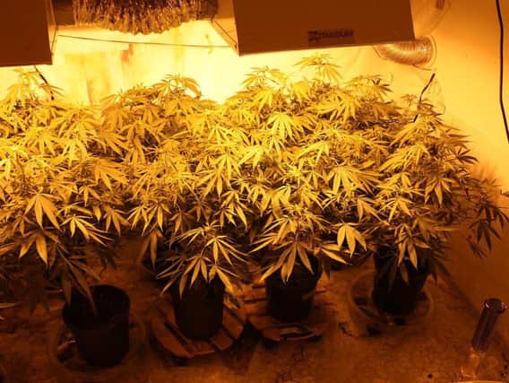An indoor cannabis farm