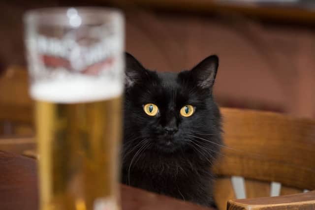 Parker, a Cat that lives at The Green Man in Aylesbury's Market Square PNL-140809-204354009