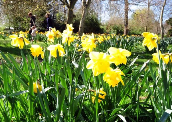 Daffodils in the sunshine