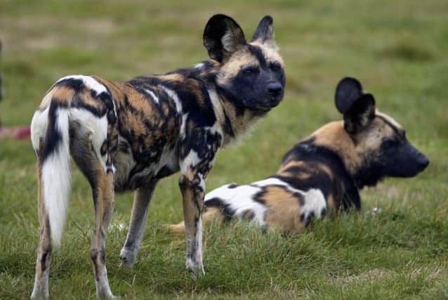 Pair of African hunting dogs. Copyright ZSL, only for use with article about the dogs in spring 2017. PNL-170321-152759004
