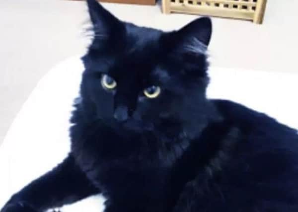 Pet cat Albert has been found 25 miles away from the family home in Thame - in Maidenhead, Berkshire