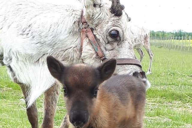 The newest addition to the reindeer family at Claydon Christmas Tree Farm Prancer with his mother