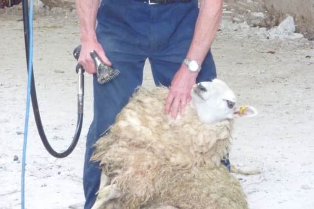 Preparing to shear the sheep
